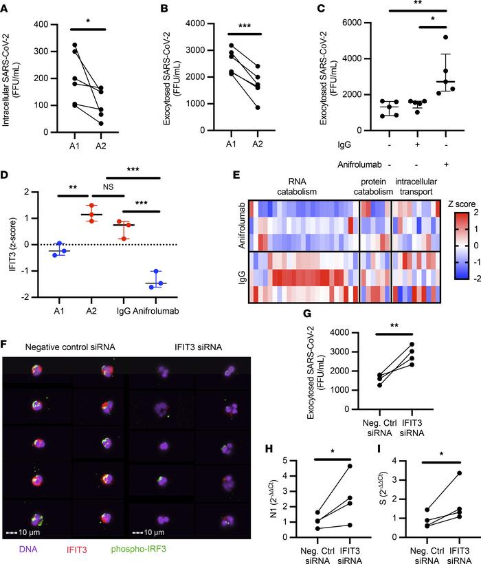 IFIT3 signaling modulates viral clearance in A2 neutrophils.
(A) A1 and ...