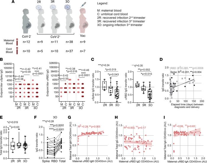Anti–SARS-CoV-2 antibody production and transplacental transfer efficien...