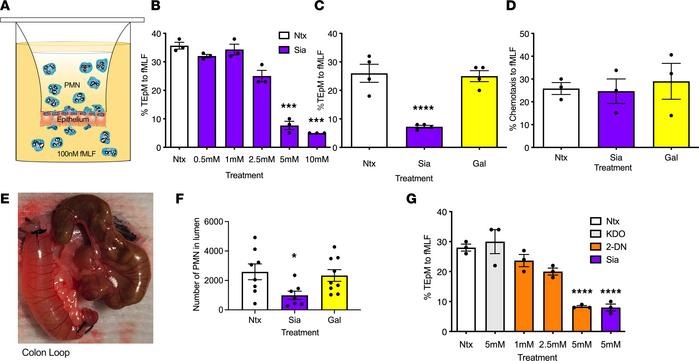 Sialidase inhibition reduces PMN TEpM in vitro and in vivo.
(A) T84 inte...