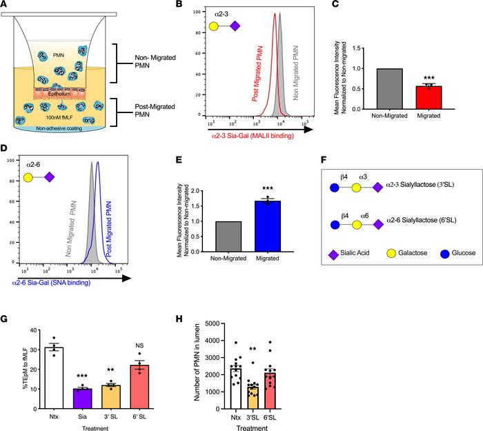 Sialidase-mediated removal of α2-3 Sia is required during PMN TEpM in vi...