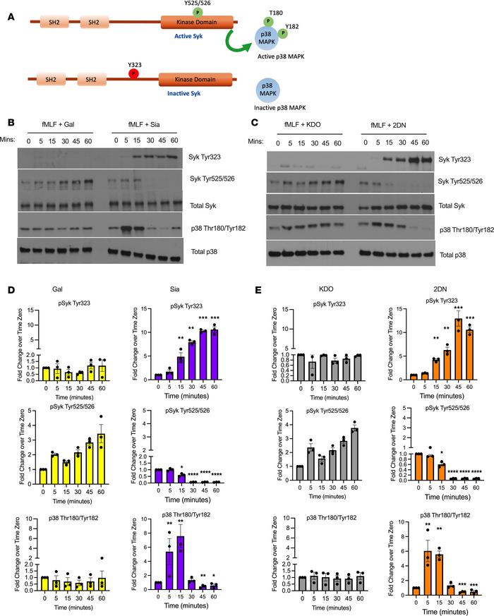 Sialidase inhibition blocks fMLF-mediated Syk and downstream p38 MAPK ac...