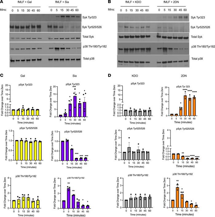 Sialidase inhibition blocks fMLF mediated Syk and downstream p38 MAPK ac...