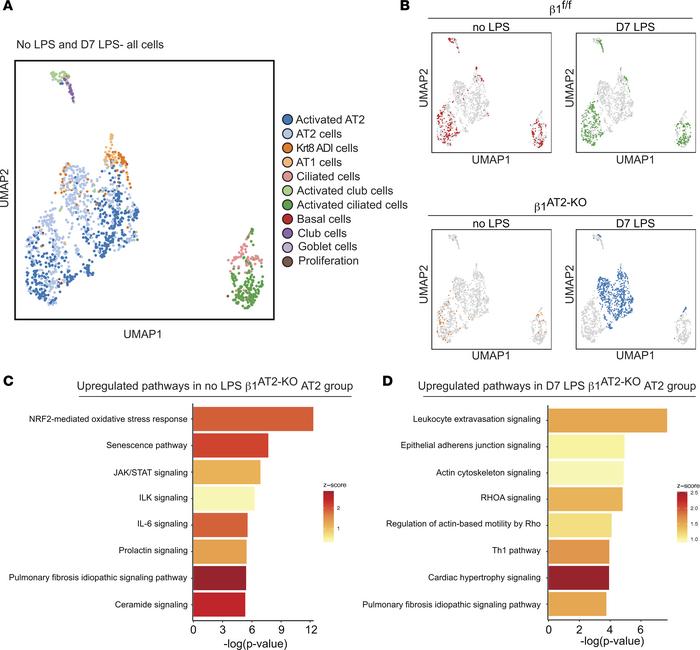 Overabundant AT2 cells are transcriptionally distinct during repair in β...