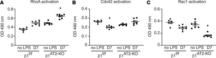 During repair, β1 integrin regulates GTPase activation in AT2 cells.
(A–...