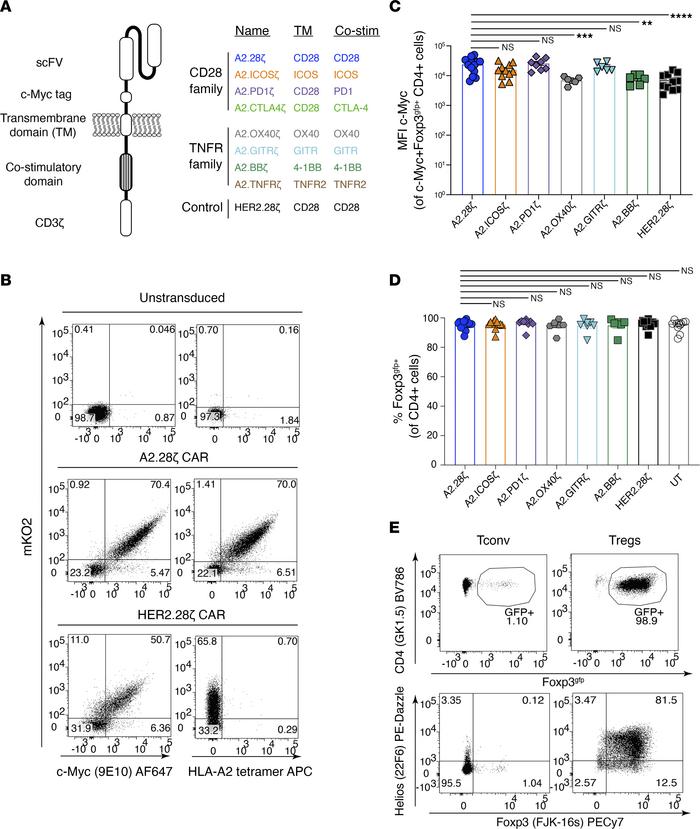 Design and expression of costimulatory domain CAR variants.
(A) Schemati...