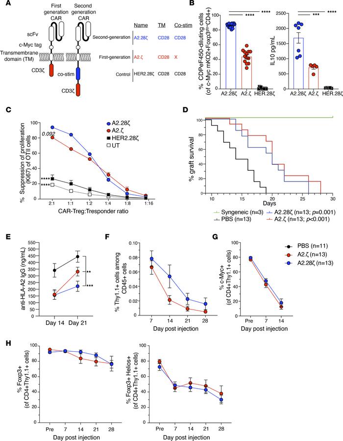 A CAR costimulatory domain is dispensable for CAR-Tregs in vivo.
(A) Sch...