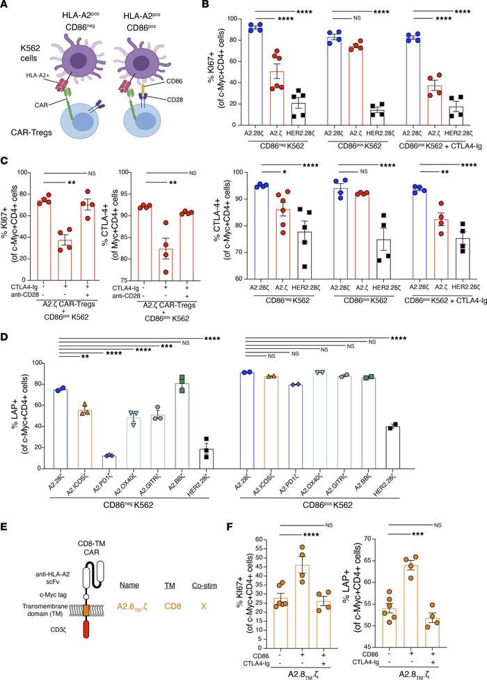 Effect of exogenous costimulation on CAR-Tregs.
CAR-Tregs were co-cultur...