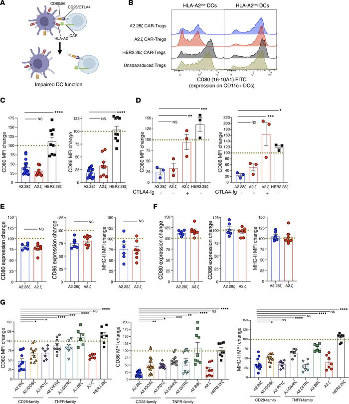 In vivo and in vitro APC suppression by first- and second-generation CAR...