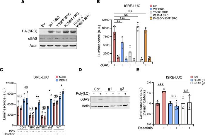 cGAS-dependent immune responses are hindered by SRC.
(A) Western blot of...
