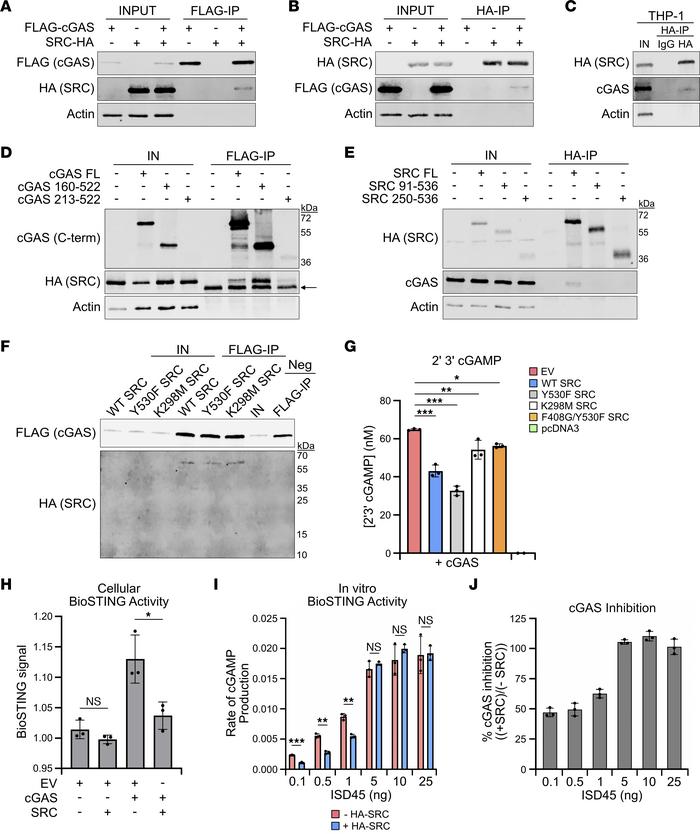 SRC directly interacts with cGAS and inhibits cGAS activation.
(A) Weste...