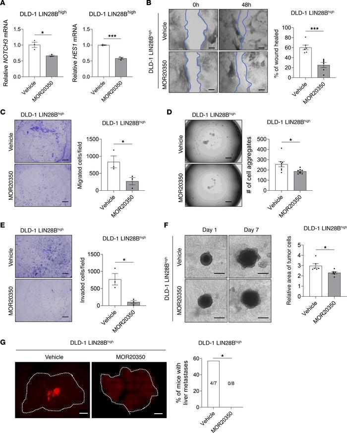 Pharmacologic inhibition of NOTCH3 reduces LIN28B-induced liver metastas...