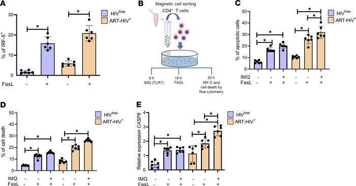 Activation of the TLR7/IRF-5 axis predisposes memory CD4+ T cells to Fas...