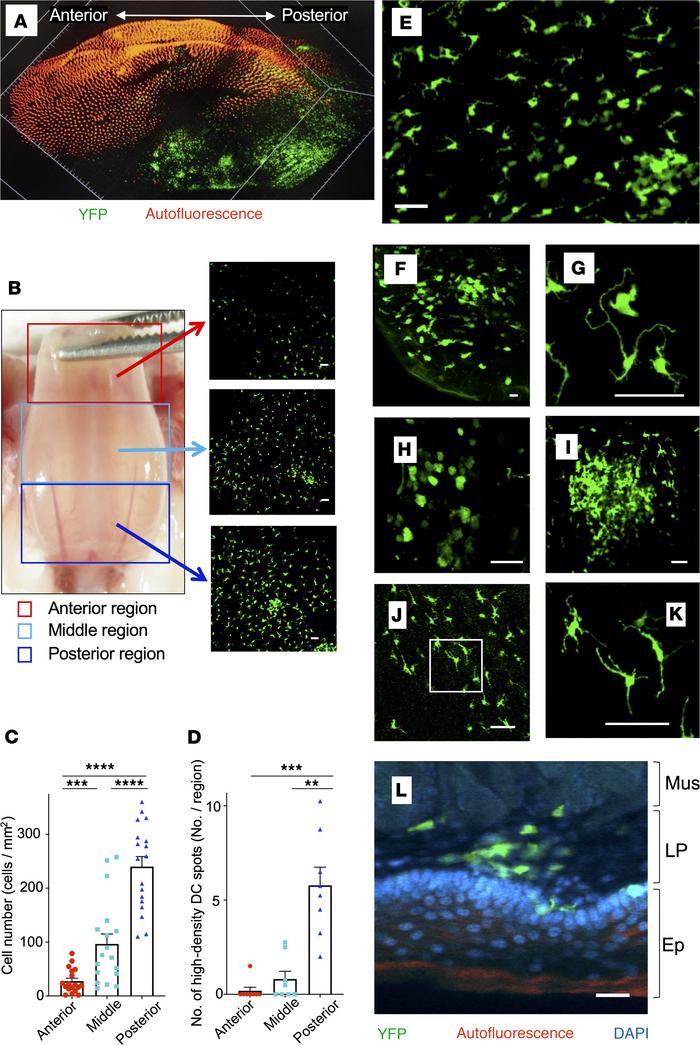 Single DCs and DC clusters in the posterior region of the sublingual muc...