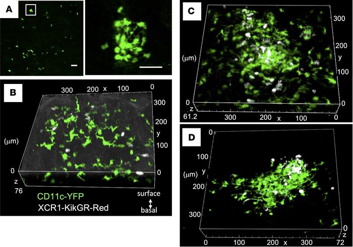 Distribution of XCR1+ DCs in the sublingual posterior region.
(A) Fluore...