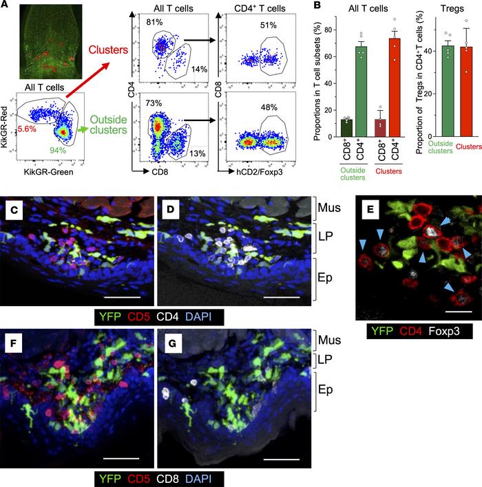 Foxp3+ and Foxp3– CD4+ T cells and CD8+ T cells in sublingual DC cluster...
