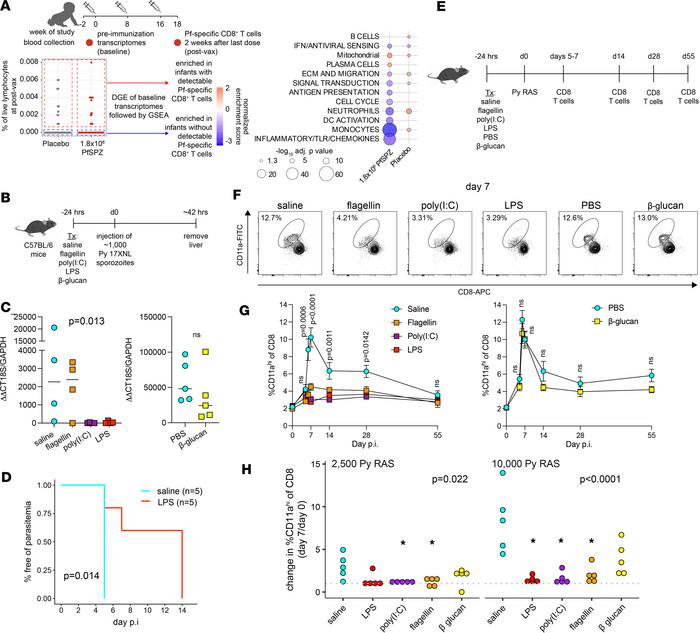 Stimulation of innate immunity reduces liver parasite burden but dampens...