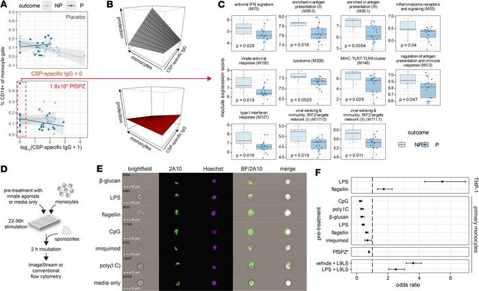 Innate immune activation modulates monocyte phagocytic capacity of sporo...