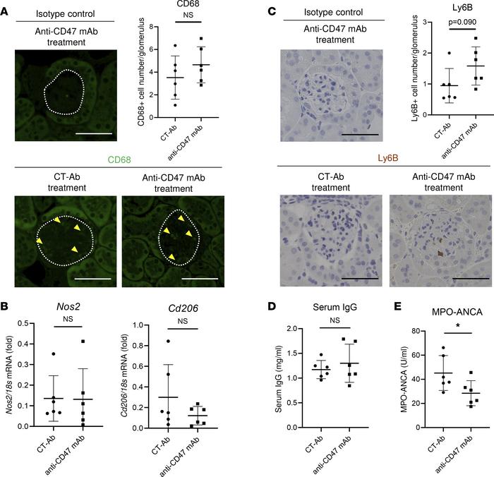 The immune cell profiles of the kidneys and systemic immune responses in...