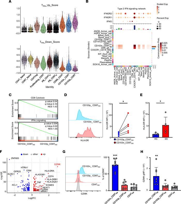 CD103–CD8+ Trm cells are more cytotoxic than CD103+CD8+ Trm cells.
(A) V...