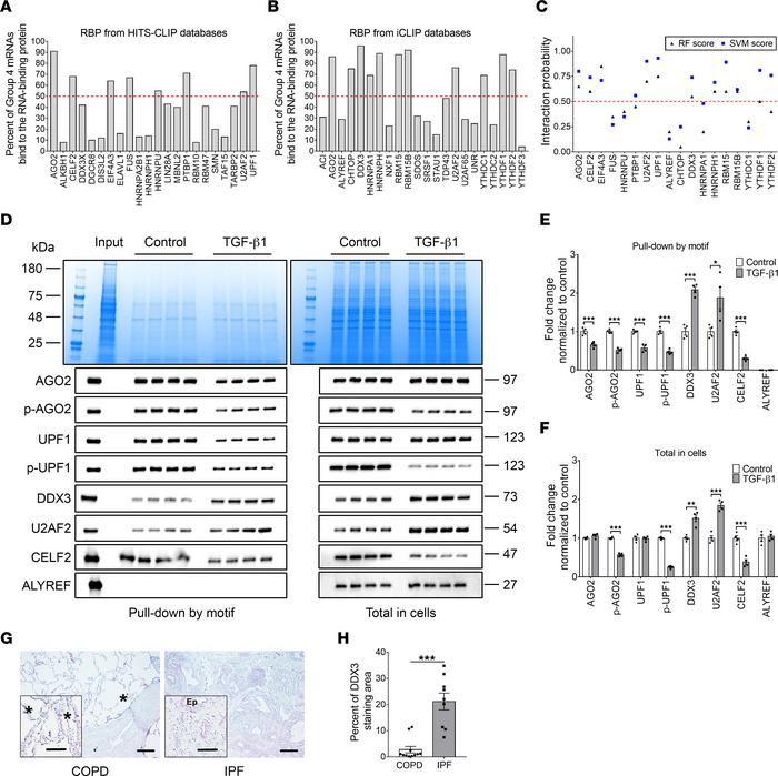 TGF-β1 regulates group 4 motif–interacting RBPs, and one of the RBPs, DD...