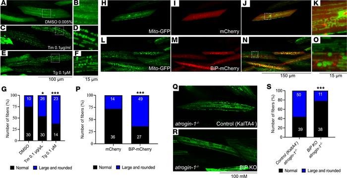 BiP accumulation is also responsible for the impaired mitochondrial dyna...