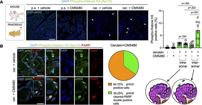 Orai1 inhibition increased the amount of pHH3 and cleaved PARP–double-po...