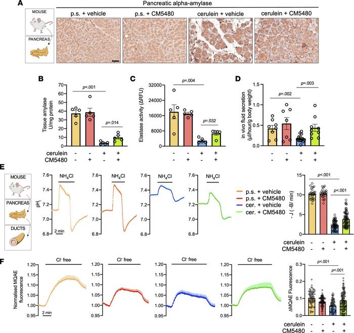 Orai1 inhibition ameliorates acinar and ductal functions.
(A) Representa...