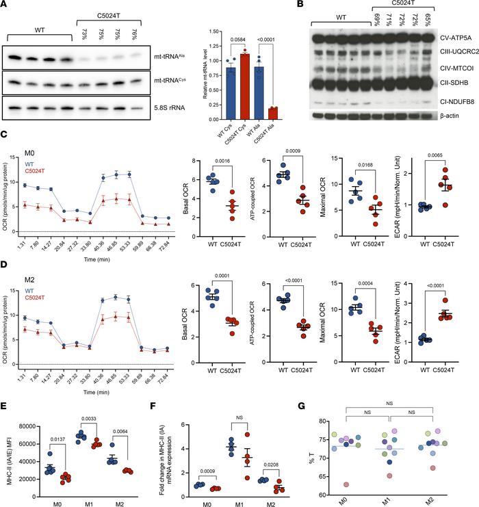 C5024T reduces mt-tRNAAla levels and compromises OXPHOS in BMDMs.
(A) Le...