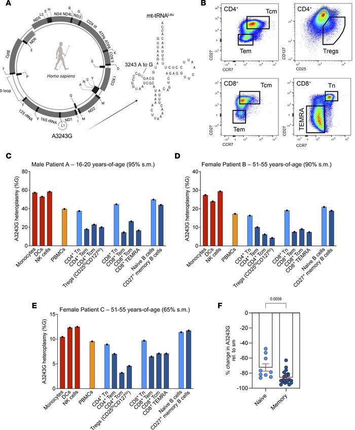 Reduction of A3243G burden in memory T and B cells from human MELAS pati...