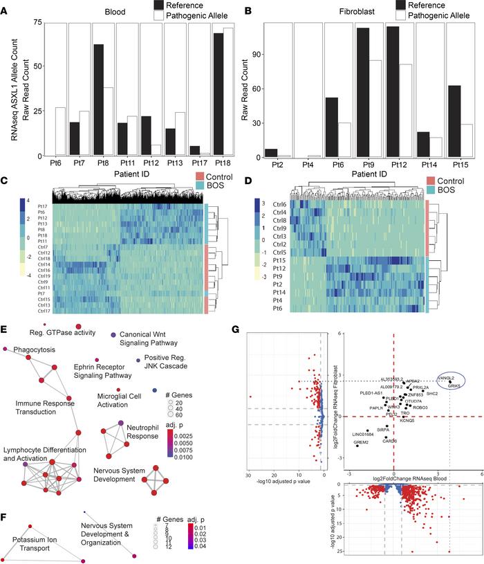 Pathogenic mutations in ASXL1 cause tissue-specific and tissue-independe...