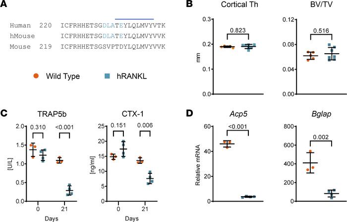 Creation of hRANKL mice.
(A) Amino acid sequence comparison of the regio...