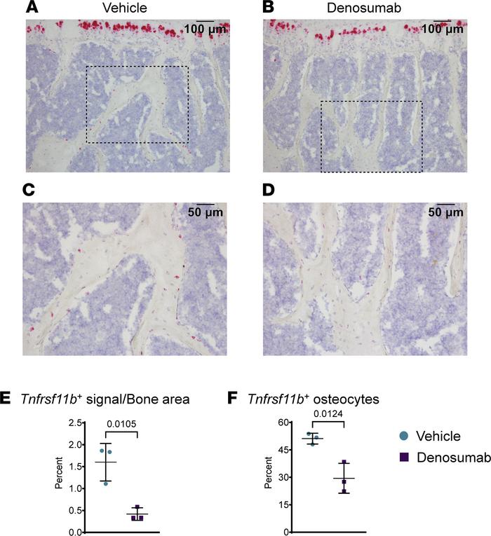 Denosumab suppresses Tnfrsf11b expression in osteocytes.
Ten-month-old, ...