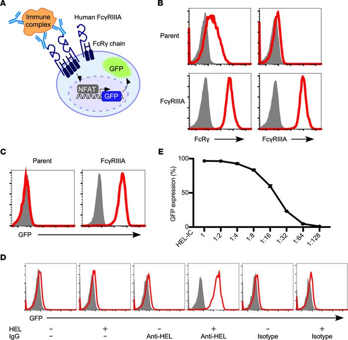 Quantitative measurement of FcγRIIIA-stimulating activity using NFAT-GFP...