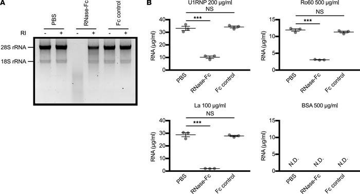Degradation of RNA components of autoantigens by RNase-Fc.
(A) Agarose e...