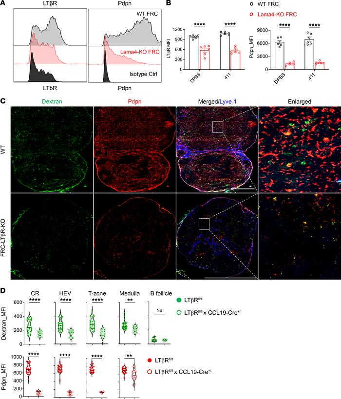 LTβR signaling is required for laminin-regulated conduits.
(A) LTβR and ...
