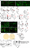 FRC Lama4 regulates FRC proliferation and survival.