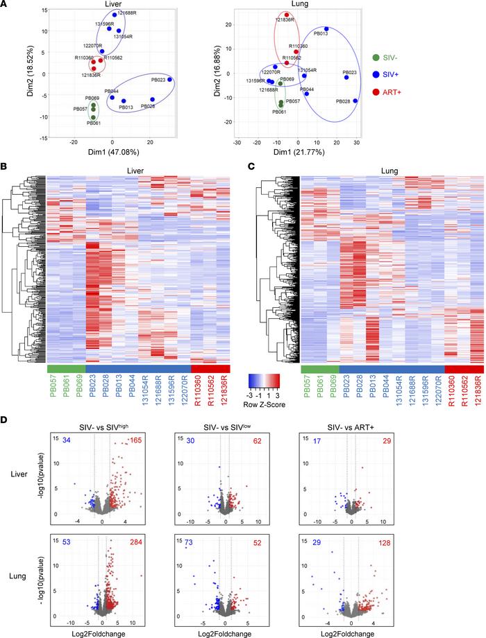 Transcriptomic signature of liver and lung tissues of naive, SIV-infecte...