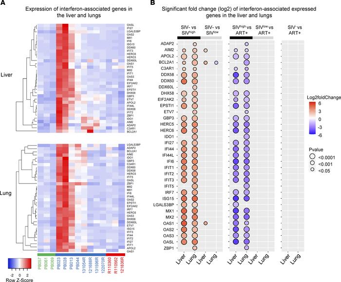 Expression of interferon-associated genes in the liver and lungs of untr...