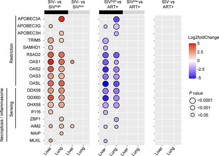 Expression of viral sensor–associated genes in the liver and lungs of un...