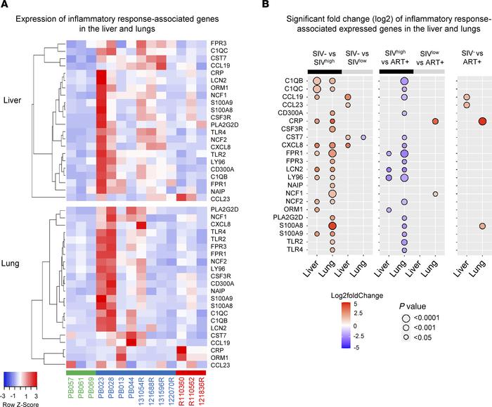 Expression of inflammatory response–associated genes in the liver and lu...