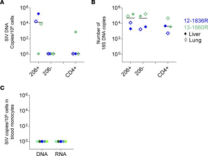 Frequencies of cell-associated SIV DNA of macrophage subsets in the live...
