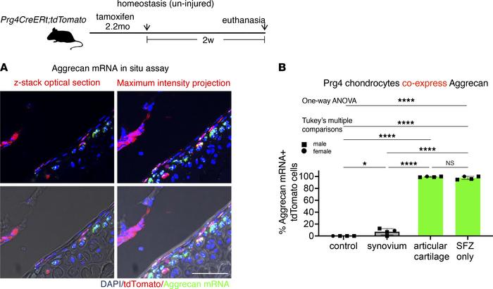 mRNA FISH analysis of Prg4+ articular chondrocytes.
(A) Confocal fluores...