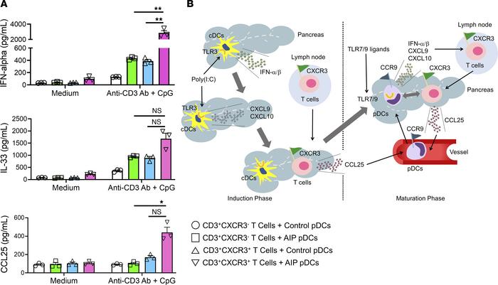 CD3+CXCR3+ T cells enhance differentiation of pDCs producing IFN-α and I...