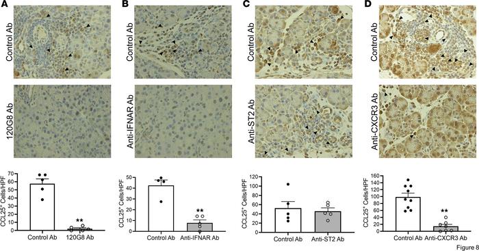 Pancreatic lymphoid cells stimulated by IFN-α are the source of CCL25.
M...