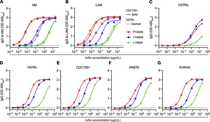 Human mAb P1AM25 shows strong binding to AM/LAM and M. tuberculosis stra...
