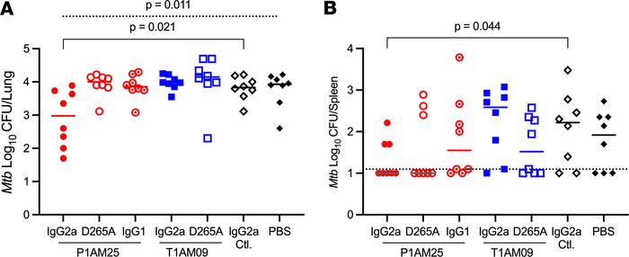 P1AM25 in murine IgG2a but neither IgG1 nor non–FcγR-binding variant IgG...