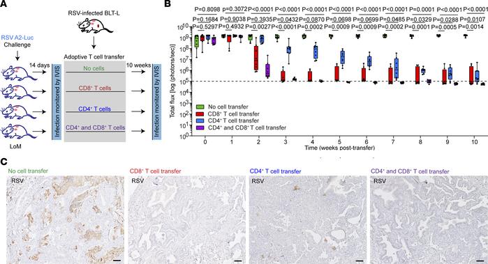Adoptively transfered primed autologous human CD4+ or CD8+ T cells contr...