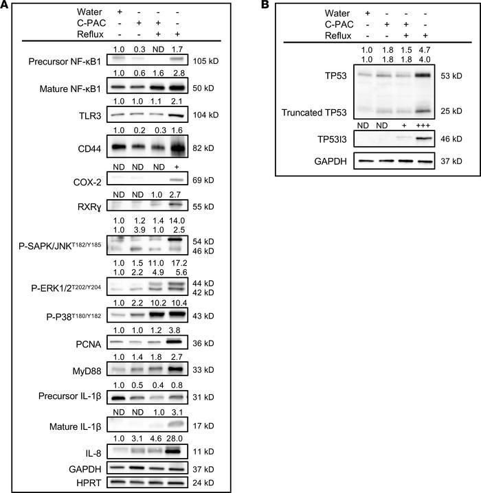 C-PAC mitigates bacterial, inflammatory, and immune-related markers dysr...