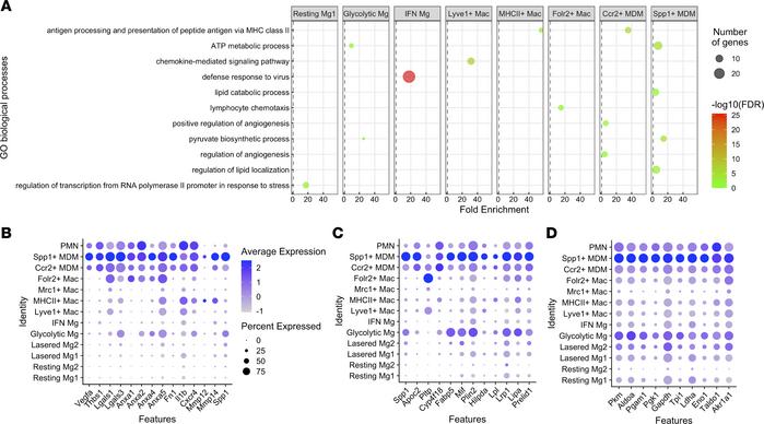 Gene ontology (GO) enrichment analysis of ocular macrophages.
(A) Graph ...