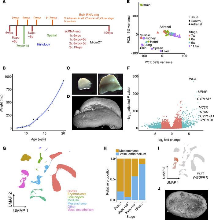 Study design, adrenal development, and transcriptome analysis.
(A) Overv...